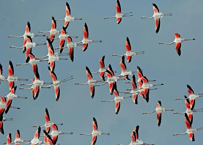 Daire Miami Lido di Spina